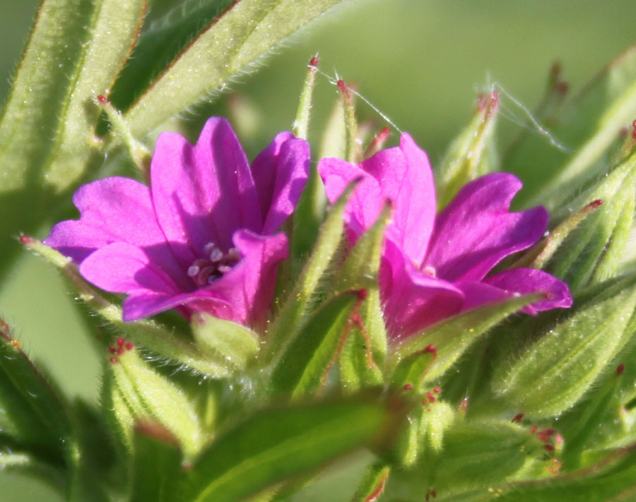 Geranium dissectum L.